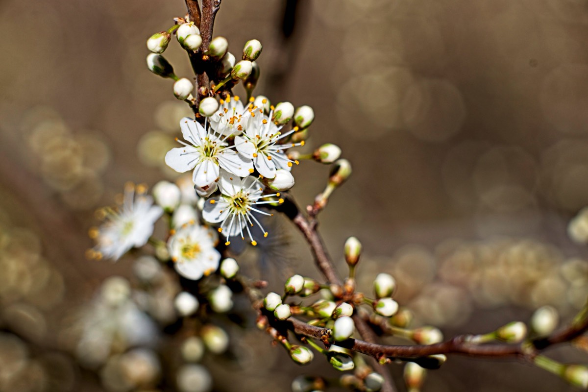 Series of images taken by Steve Cushing on Carl Zeiss Jena Biotar 75 mm f1.5 and mirrorless camera using old lens and homemade adapter. 