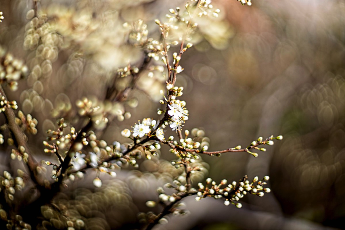 Series of images taken by Steve Cushing on Carl Zeiss Jena Biotar 75 mm f1.5 and mirrorless camera using old lens and homemade adapter. 