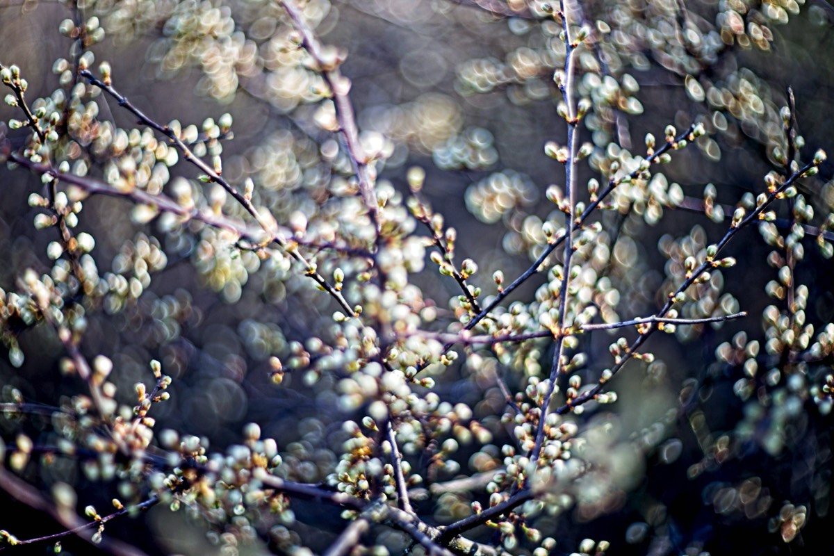 Series of images taken by Steve Cushing on Carl Zeiss Jena Biotar 75 mm f1.5 and mirrorless camera using old lens and homemade adapter. 