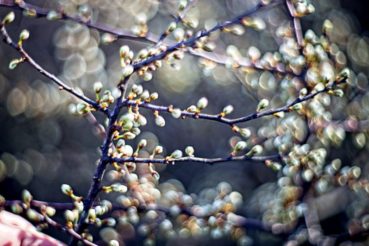 Series of images taken by Steve Cushing on Carl Zeiss Jena Biotar 75 mm f1.5 and mirrorless camera using old lens and homemade adapter. 