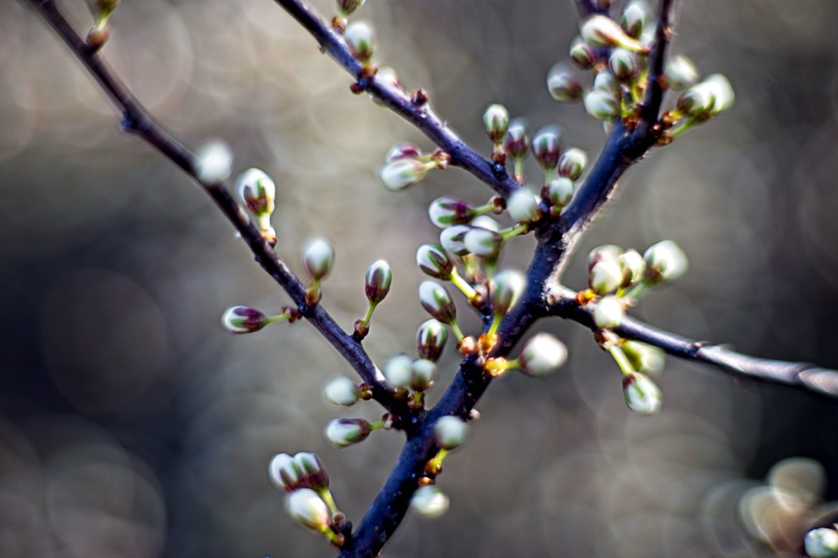 Series of images taken by Steve Cushing on Carl Zeiss Jena Biotar 75 mm f1.5 and mirrorless camera using old lens and homemade adapter. 