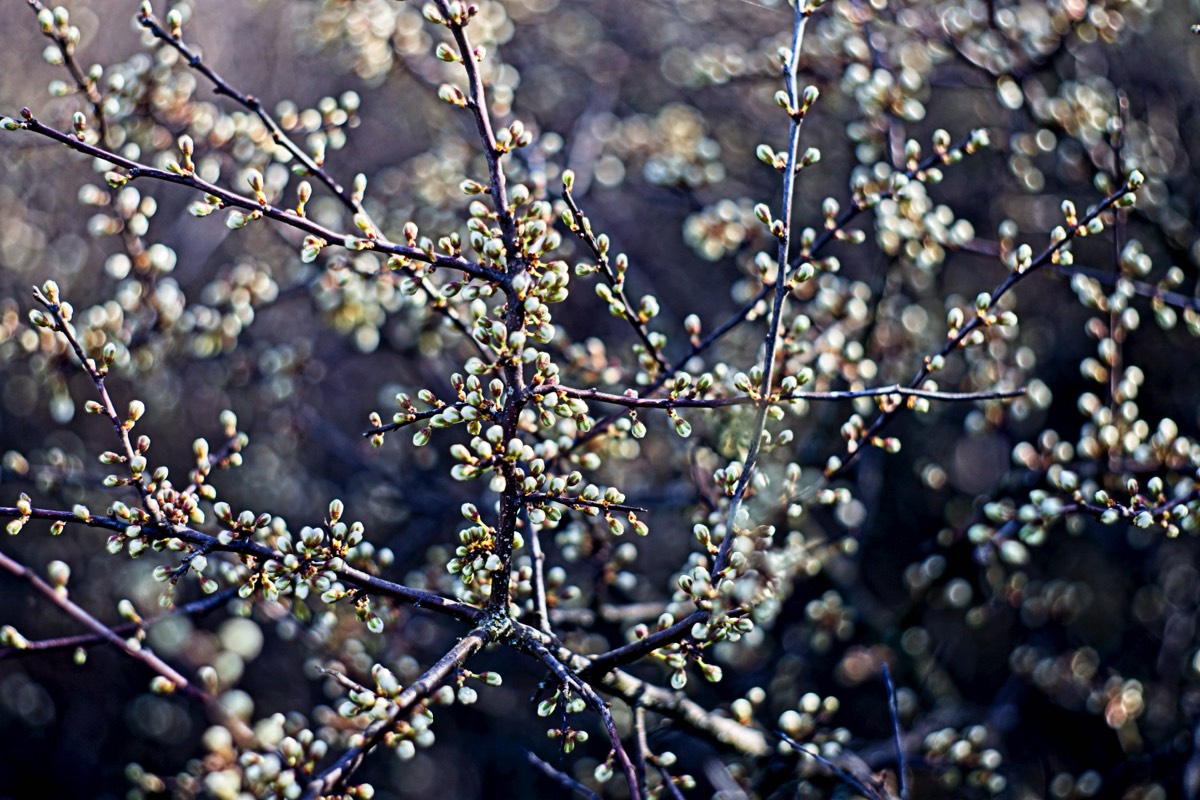 Series of images taken by Steve Cushing on Carl Zeiss Jena Biotar 75 mm f1.5 and mirrorless camera using old lens and homemade adapter. 