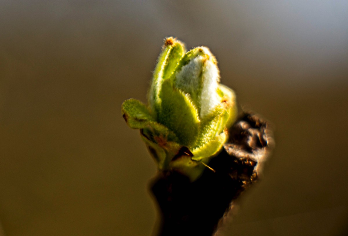 Series of images taken by Steve Cushing on Carl Zeiss Jena Biotar 75 mm f1.5 and mirrorless camera using old lens and homemade adapter. 