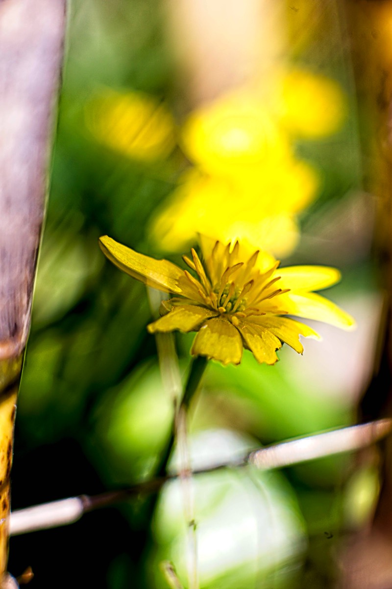 Series of images taken by Steve Cushing on Carl Zeiss Jena Biotar 75 mm f1.5 and mirrorless camera using old lens and homemade adapter. 