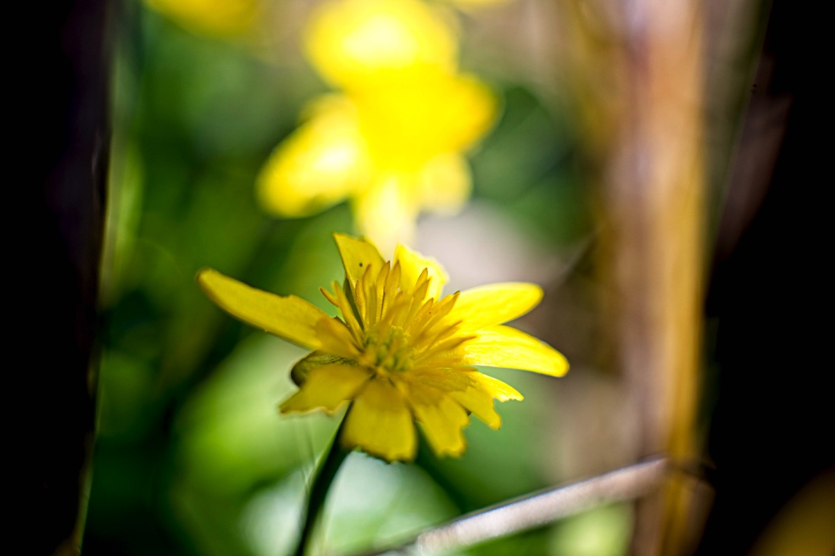 Series of images taken by Steve Cushing on Carl Zeiss Jena Biotar 75 mm f1.5 and mirrorless camera using old lens and homemade adapter. 