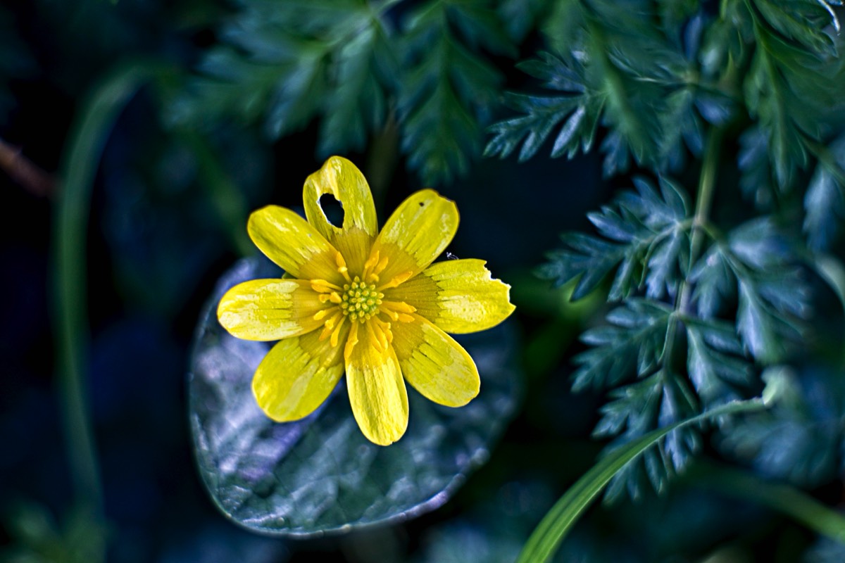 Series of images taken by Steve Cushing on Carl Zeiss Jena Biotar 75 mm f1.5 and mirrorless camera using old lens and homemade adapter. 