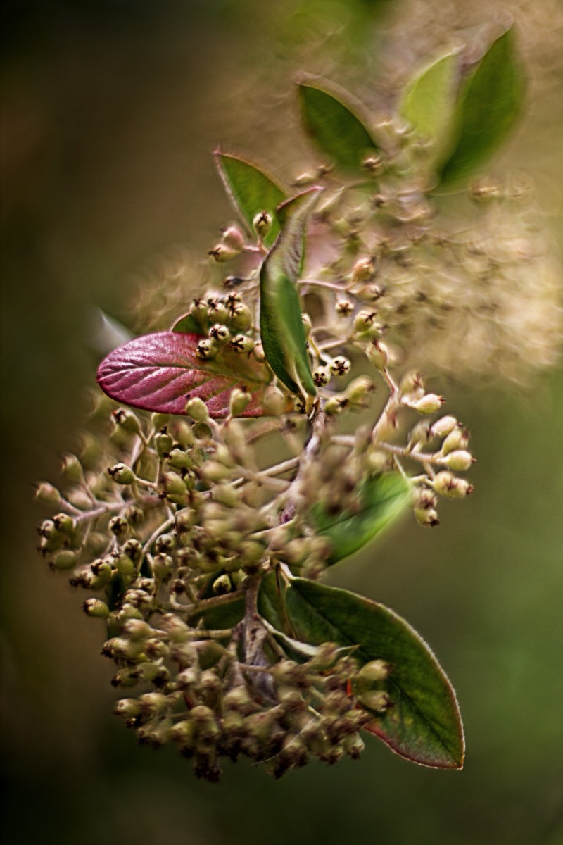 Series of images taken by Steve Cushing on Carl Zeiss Jena Biotar 75 mm f1.5 and mirrorless camera using old lens and homemade adapter. 