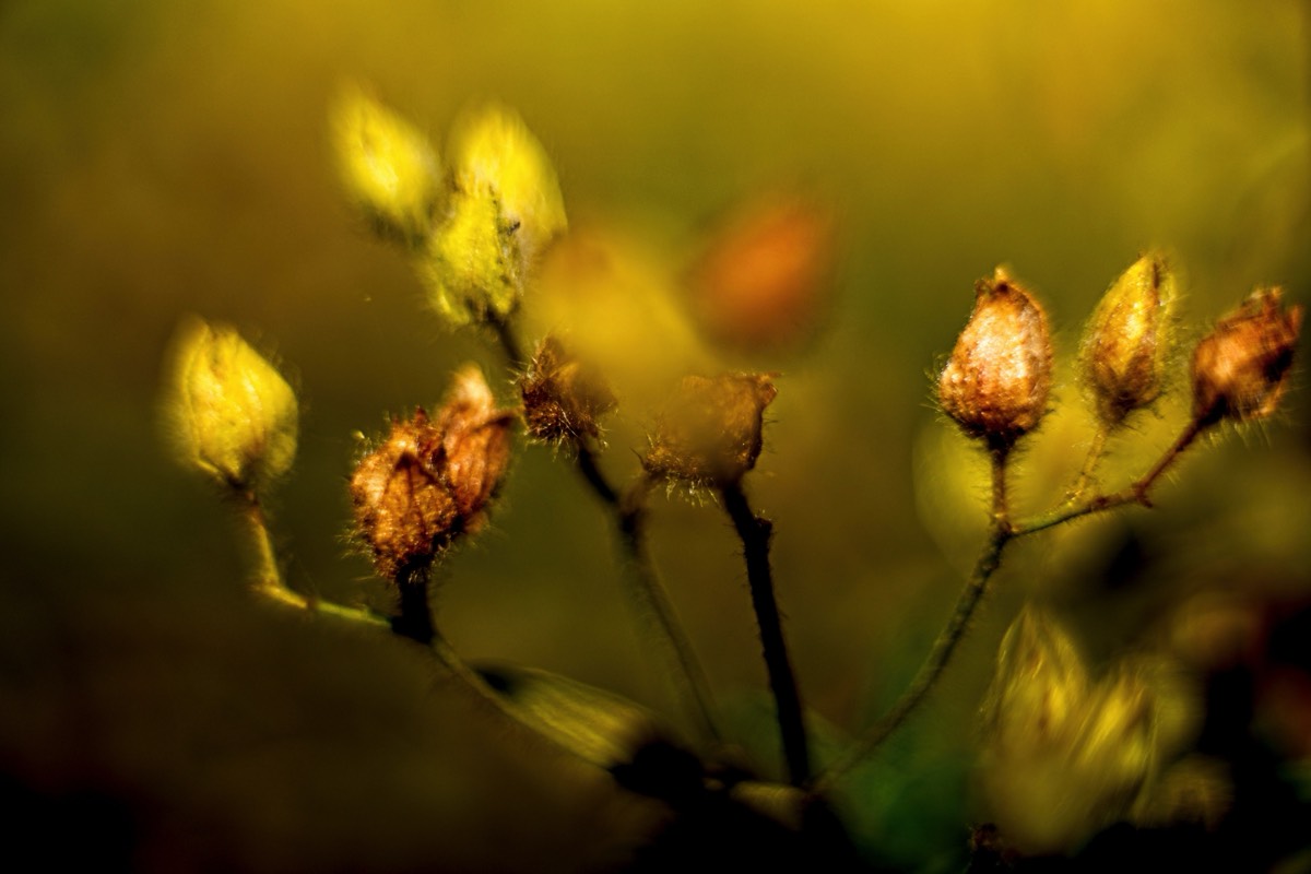 Series of images taken by Steve Cushing on Carl Zeiss Jena Biotar 75 mm f1.5 and mirrorless camera using old lens and homemade adapter. 