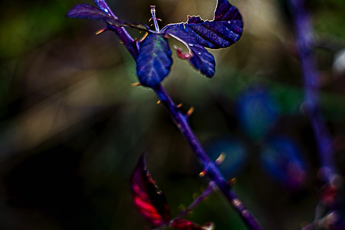 Series of images taken by Steve Cushing on Carl Zeiss Jena Biotar 75 mm f1.5 and mirrorless camera using old lens and homemade adapter. 
