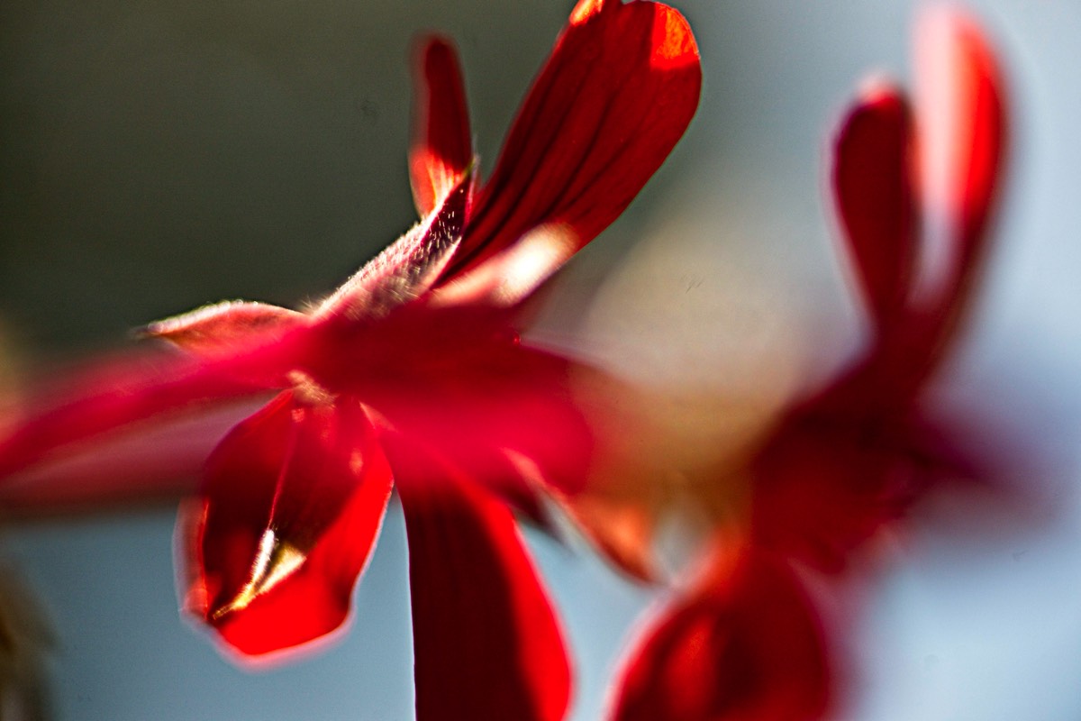 Series of images taken by Steve Cushing on Elicar V-HQ Medical 90 f2.5 Lens and Canon R5 IV DSLR