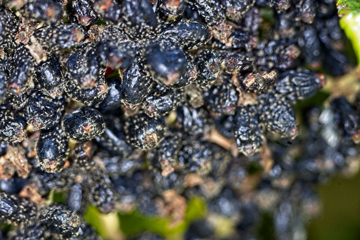 Series of images taken by Steve Cushing on Elicar V-HQ Medical 90 f2.5 Lens and Canon R5 IV DSLR