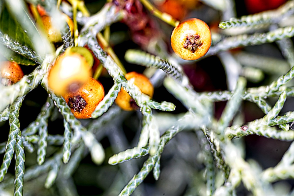 Series of images taken by Steve Cushing on Elicar V-HQ Medical 90 f2.5 Lens and Canon R5 IV DSLR