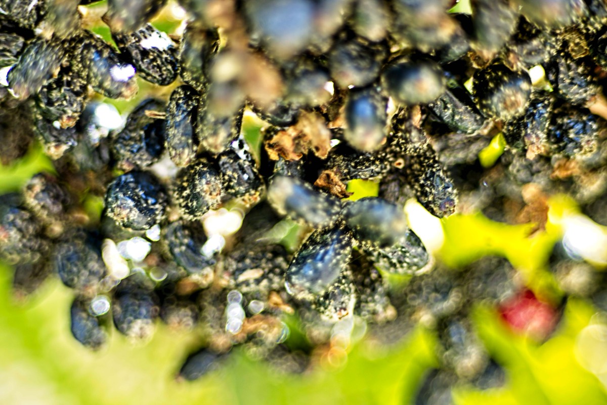 Series of images taken by Steve Cushing on Elicar V-HQ Medical 90 f2.5 Lens and Canon R5 IV DSLR