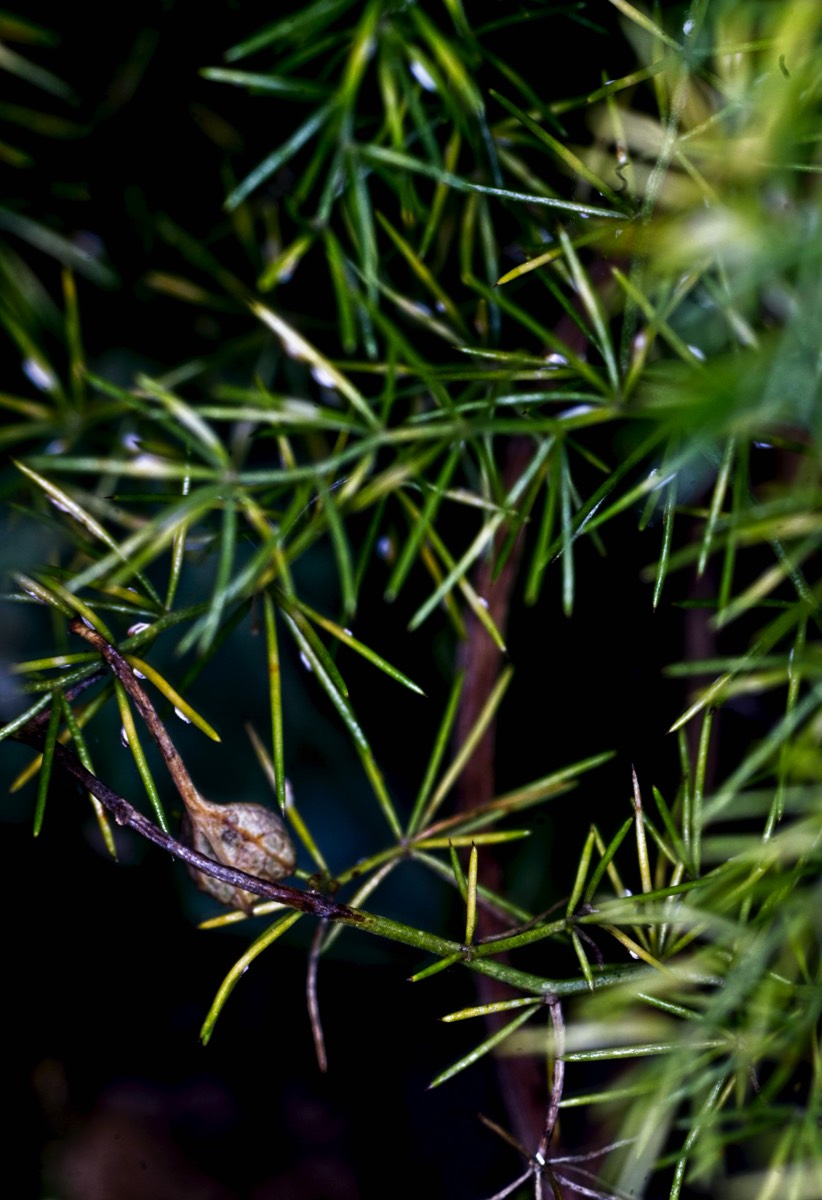 Series of images taken by Steve Cushing on Elicar V-HQ Medical 90 f2.5 Lens and Canon R5 IV DSLR