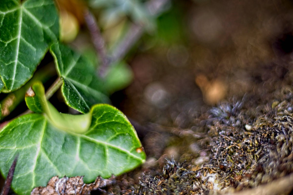 Series of images taken by Steve Cushing on Elicar V-HQ Medical 90 f2.5 Lens and Canon R5 IV DSLR