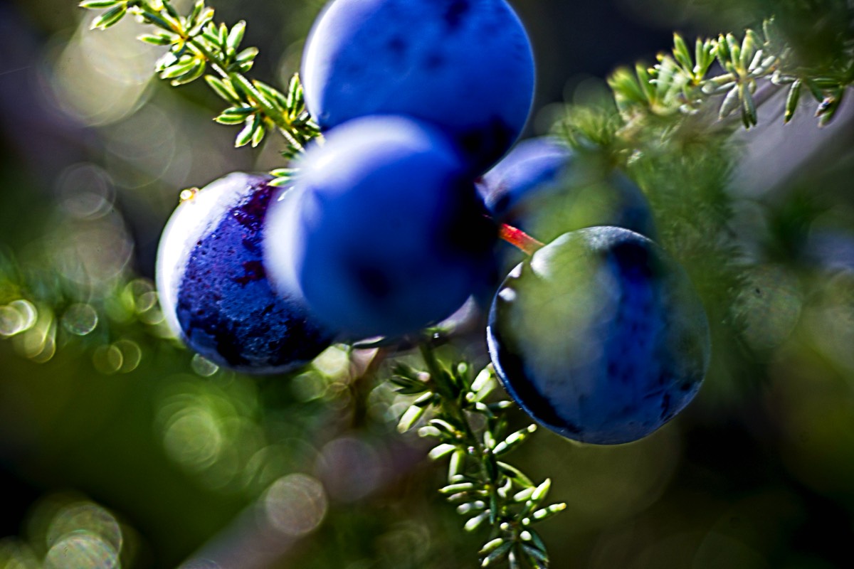 Series of images taken by Steve Cushing on Elicar V-HQ Medical 90 f2.5 Lens and Canon R5 IV DSLR