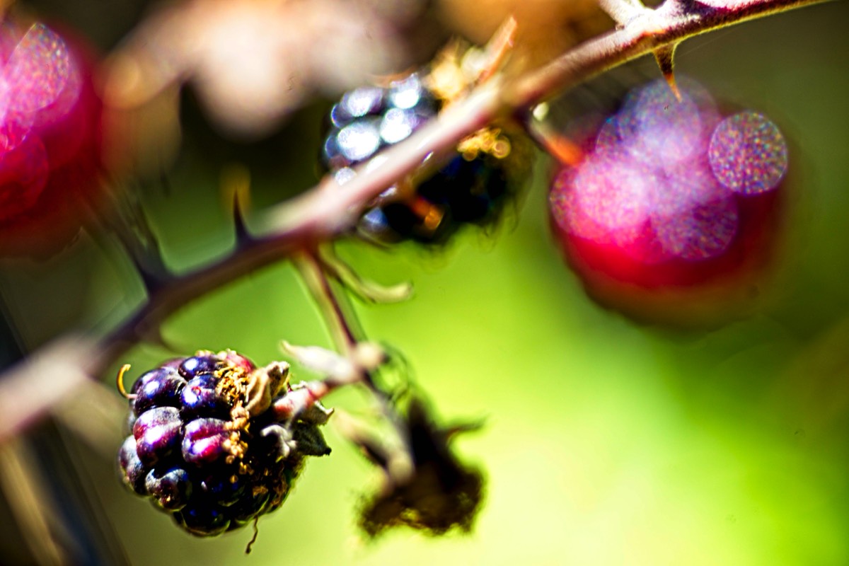 Series of images taken by Steve Cushing on Elicar V-HQ Medical 90 f2.5 Lens and Canon R5 IV DSLR