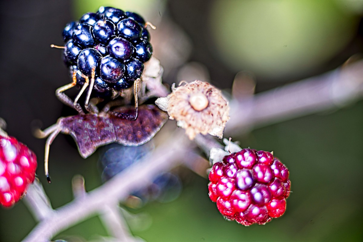 Series of images taken by Steve Cushing on Elicar V-HQ Medical 90 f2.5 Lens and Canon R5 IV DSLR