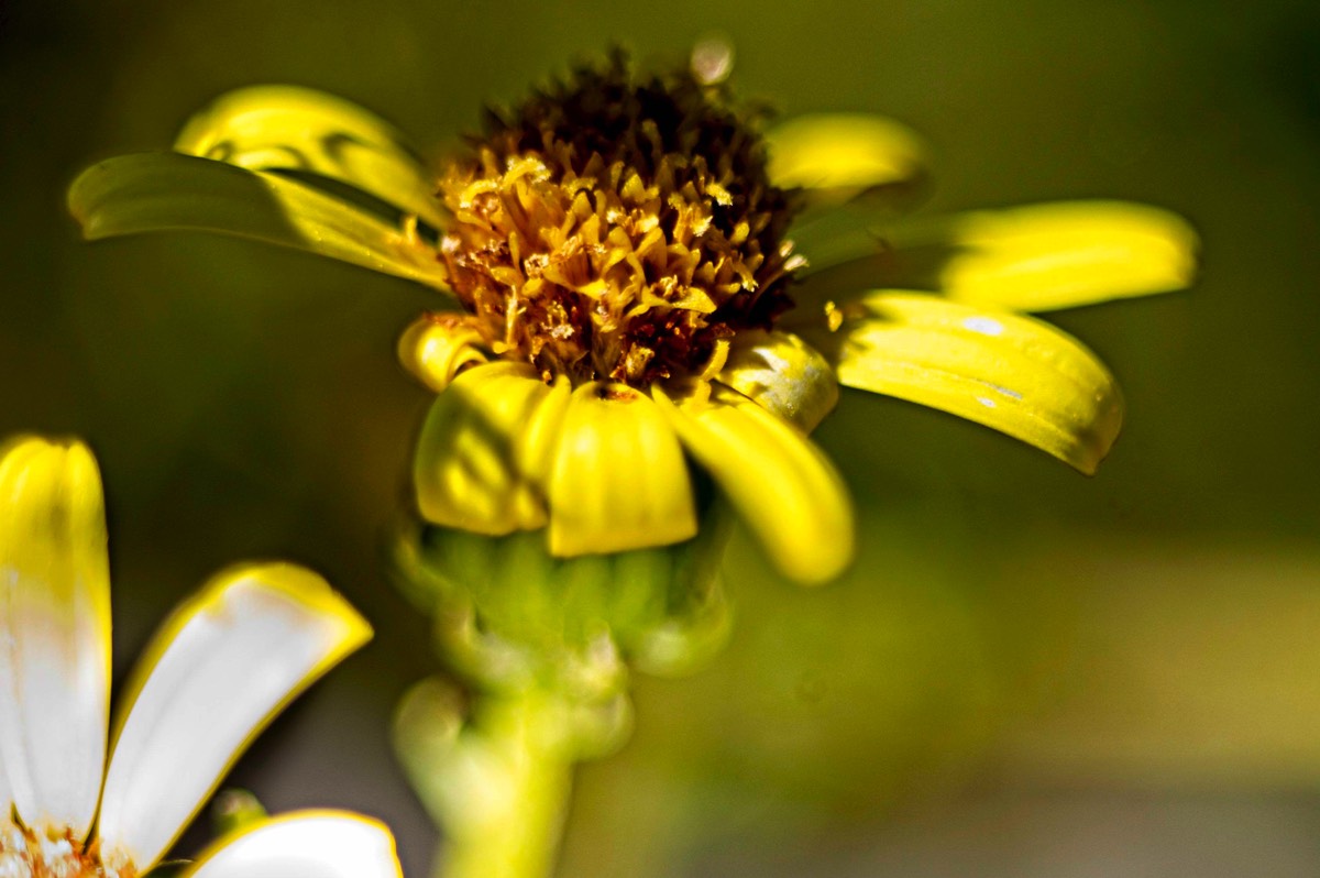 Series of images taken by Steve Cushing on Elicar V-HQ Medical 90 f2.5 Lens and Canon R5 IV DSLR