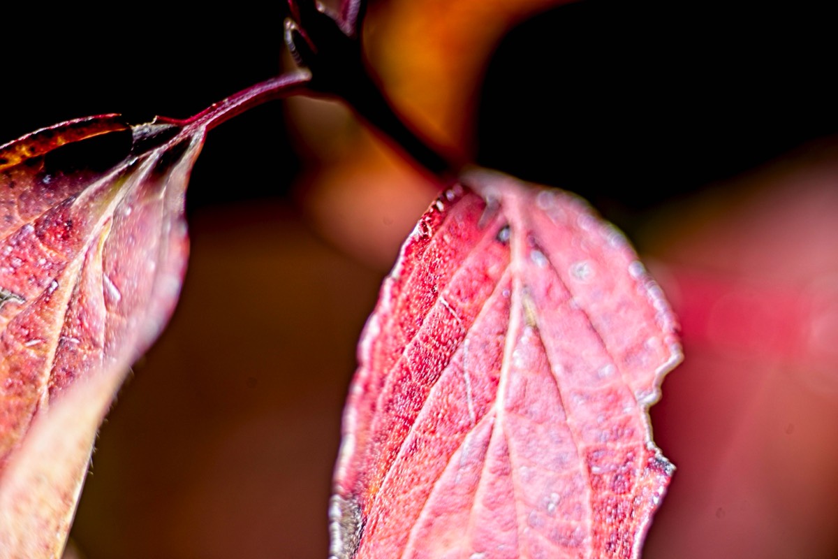 Series of images taken by Steve Cushing on Elicar V-HQ Medical 90 f2.5 Lens and Canon R5 IV DSLR