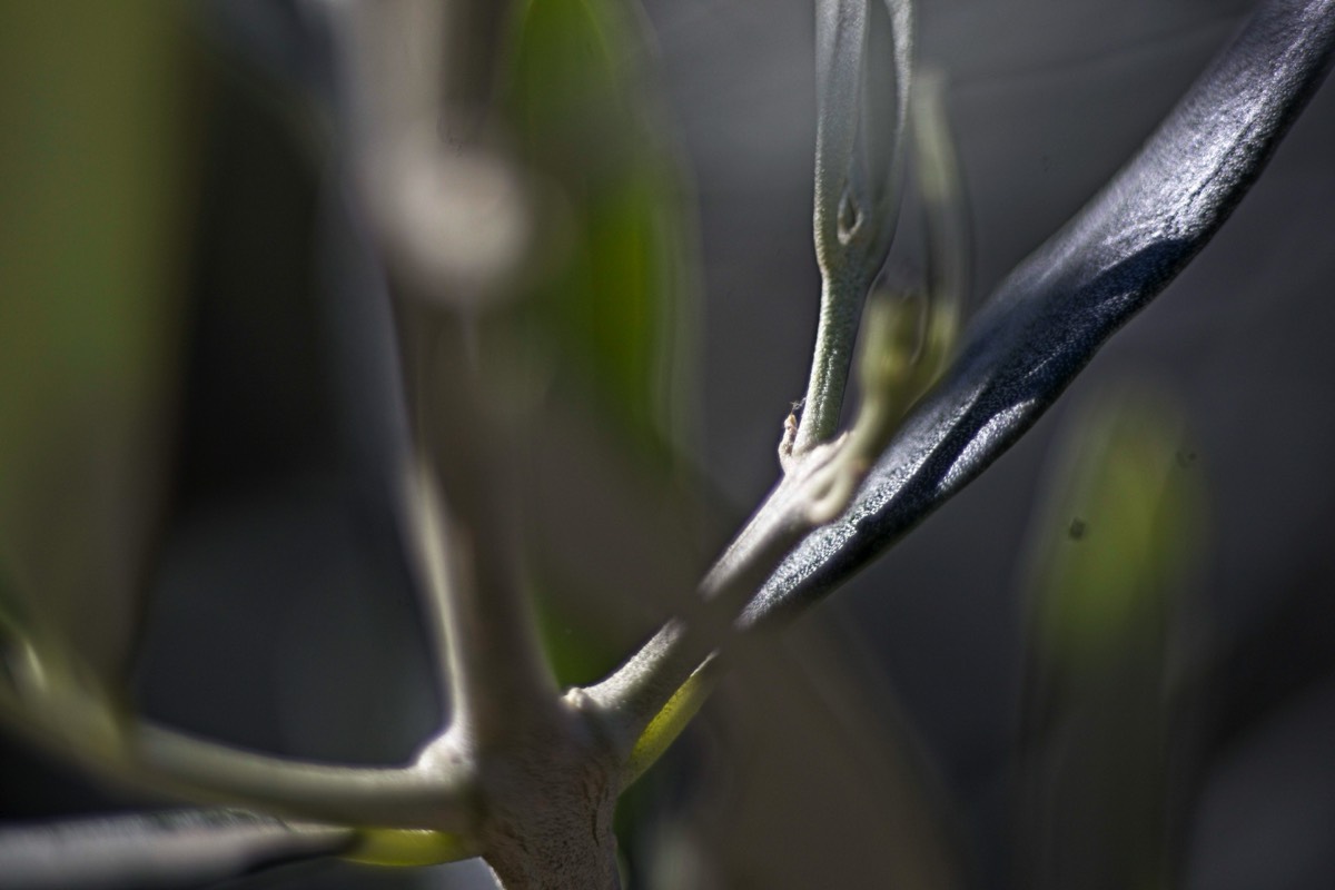 Series of images taken by Steve Cushing on Elicar V-HQ Medical 90 f2.5 Lens and Canon R5 IV DSLR