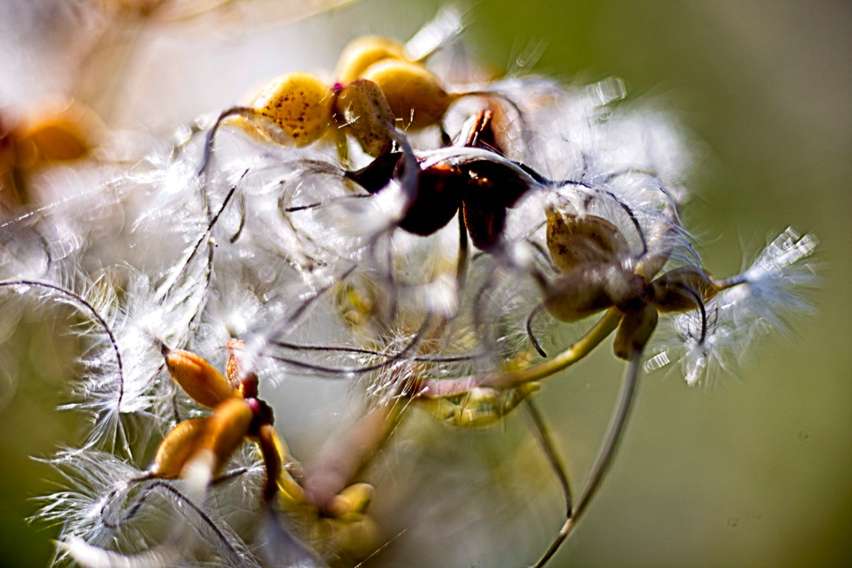 Series of images taken by Steve Cushing on Elicar V-HQ Medical 90 f2.5 Lens and Canon R5 IV DSLR