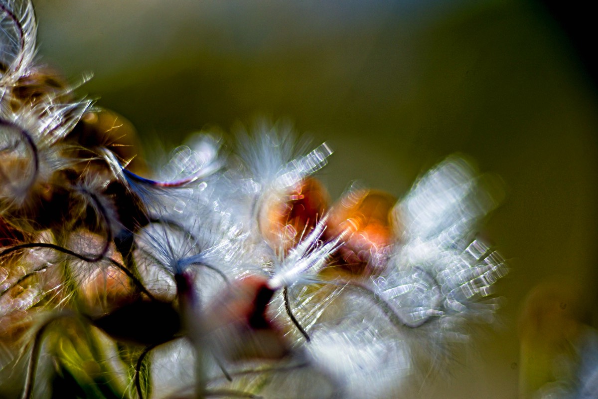 Series of images taken by Steve Cushing on Elicar V-HQ Medical 90 f2.5 Lens and Canon R5 IV DSLR