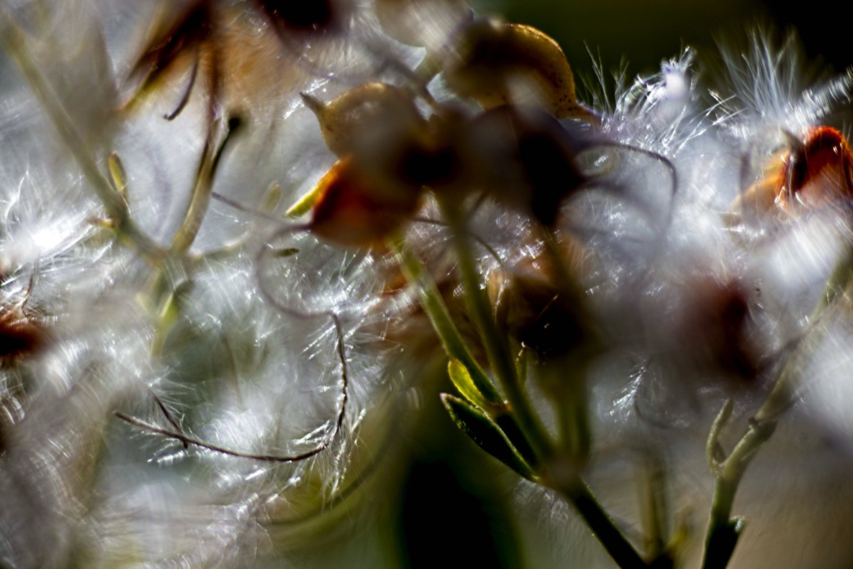 Series of images taken by Steve Cushing on Elicar V-HQ Medical 90 f2.5 Lens and Canon R5 IV DSLR