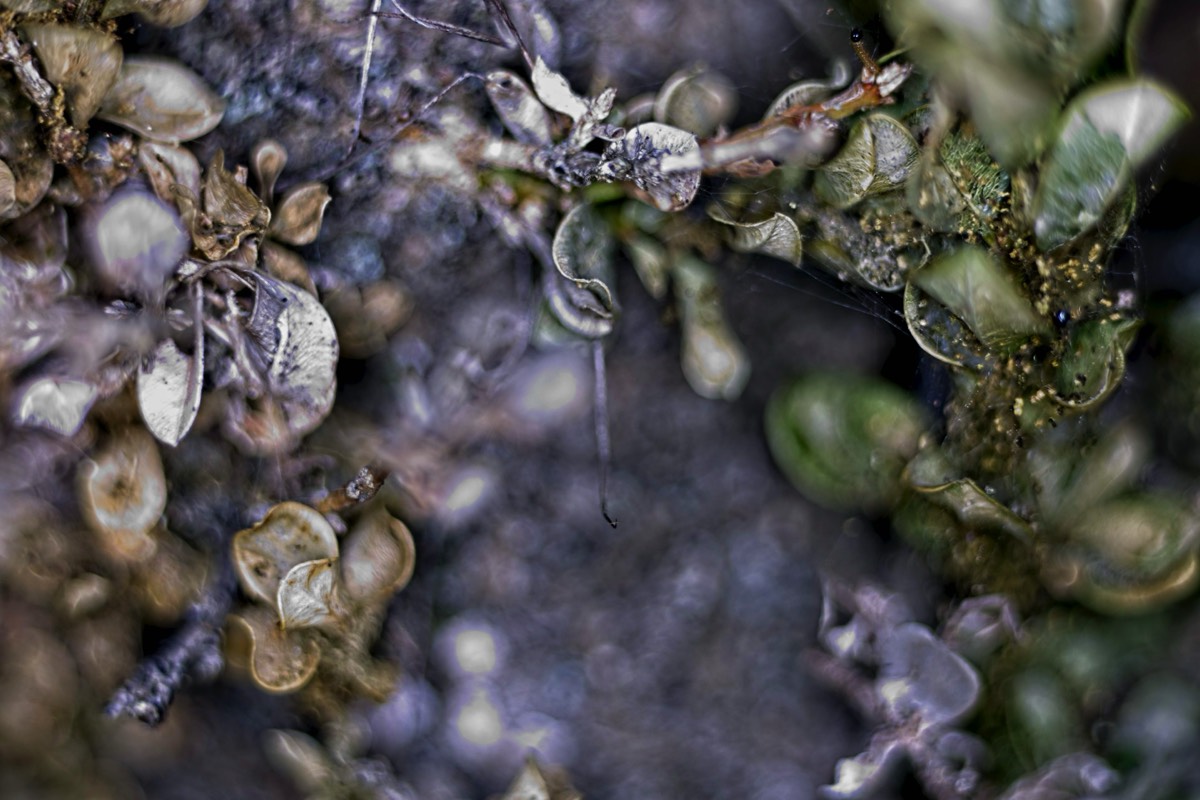 Series of images taken by Steve Cushing on Elicar V-HQ Medical 90 f2.5 Lens and Canon R5 IV DSLR