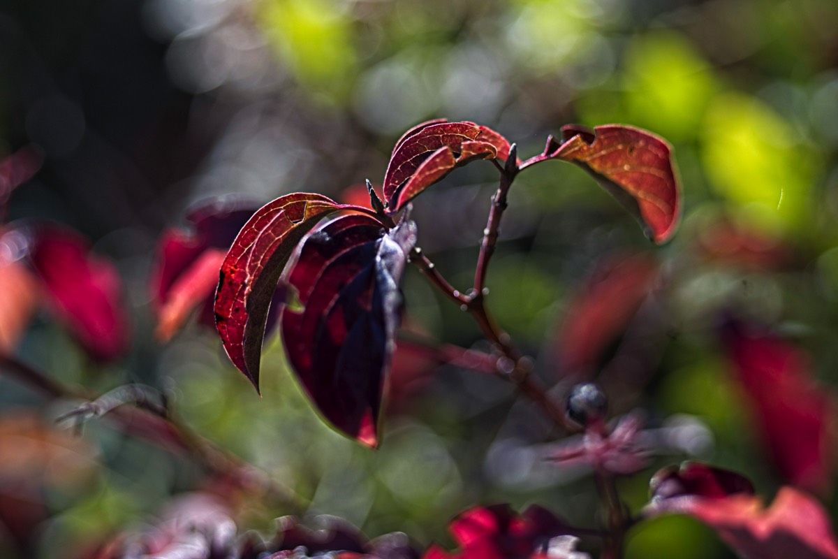 Series of images taken by Steve Cushing on Elicar V-HQ Medical 90 f2.5 Lens and Canon R5 IV DSLR