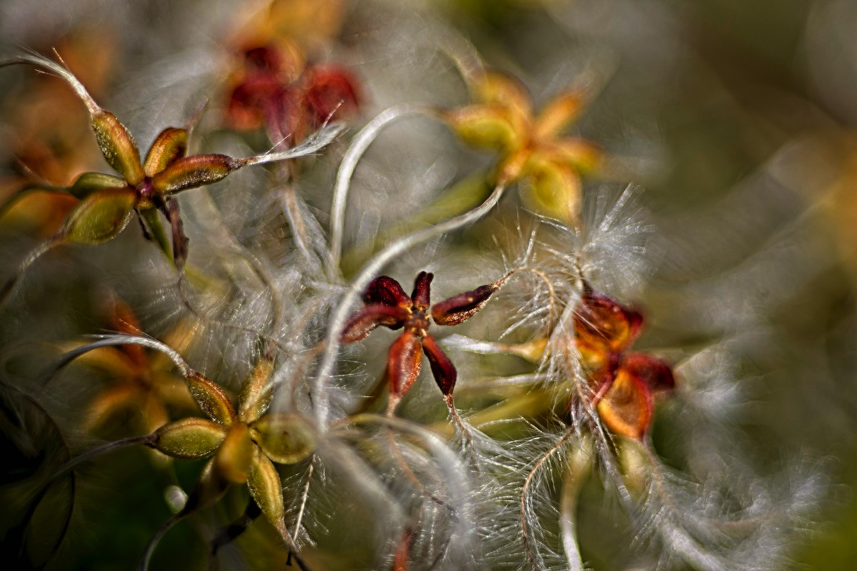 Series of images taken by Steve Cushing on Elicar V-HQ Medical 90 f2.5 Lens and Canon R5 IV DSLR