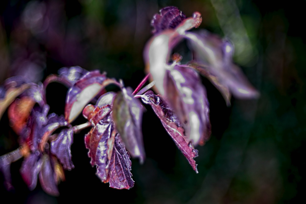 Series of images taken by Steve Cushing on Elicar V-HQ Medical 90 f2.5 Lens and Canon R5 IV DSLR