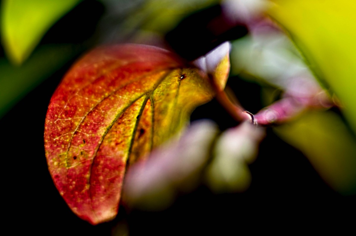 Series of images taken by Steve Cushing on Elicar V-HQ Medical 90 f2.5 Lens and Canon R5 IV DSLR