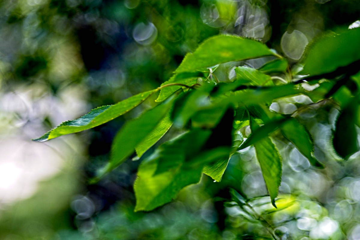 Series of images taken by Steve Cushing on Elicar V-HQ Medical 90 f2.5 Lens and Canon R5 IV DSLR