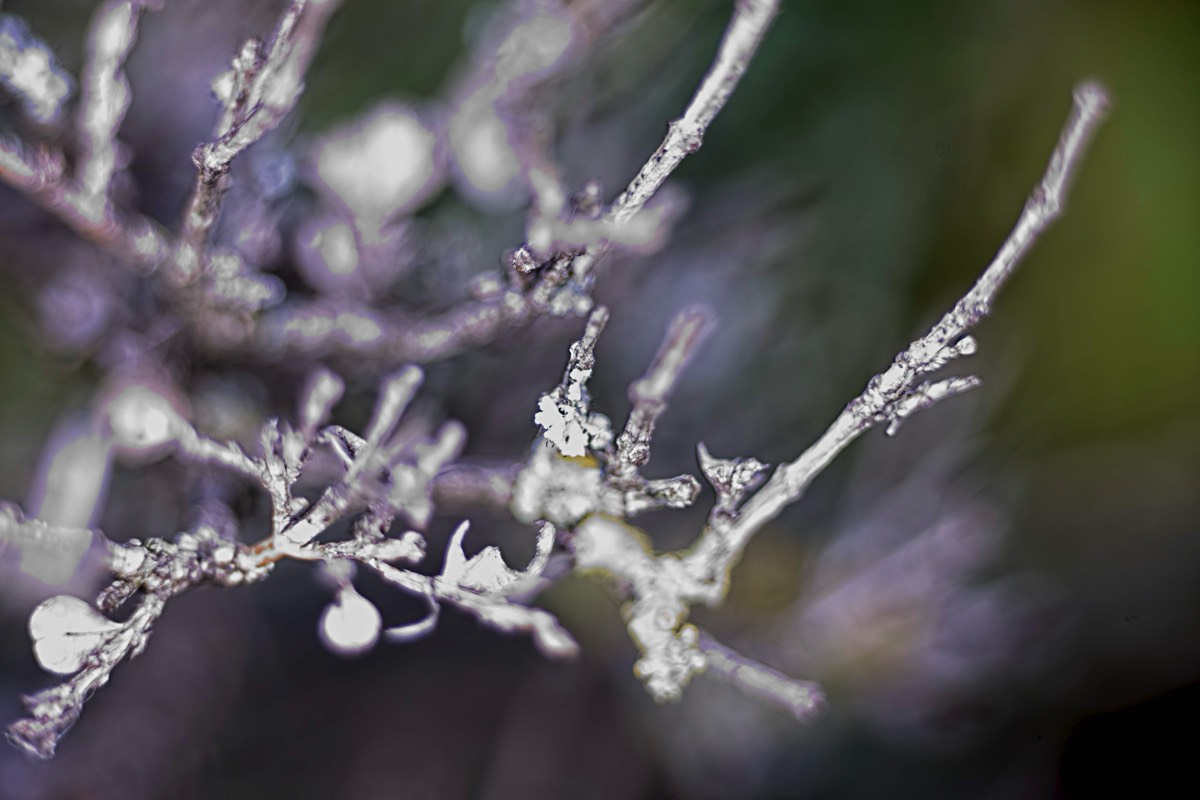 Series of images taken by Steve Cushing on Elicar V-HQ Medical 90 f2.5 Lens and Canon R5 IV DSLR