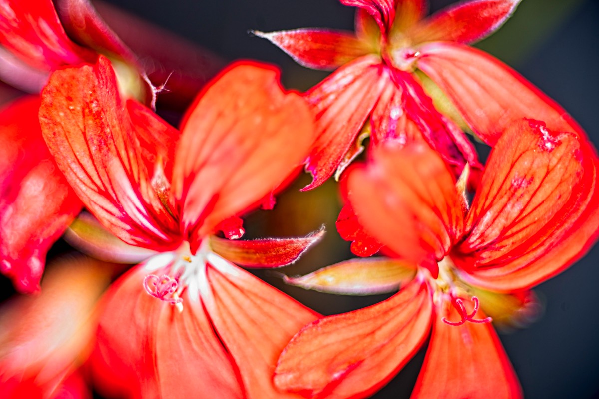 Series of images taken by Steve Cushing on Elicar V-HQ Medical 90 f2.5 Lens and Canon R5 IV DSLR