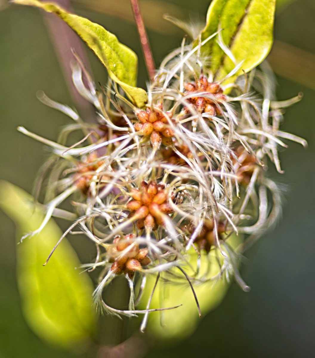 Series of images taken by Steve Cushing on Elicar V-HQ Medical 90 f2.5 Lens and Canon R5 IV DSLR