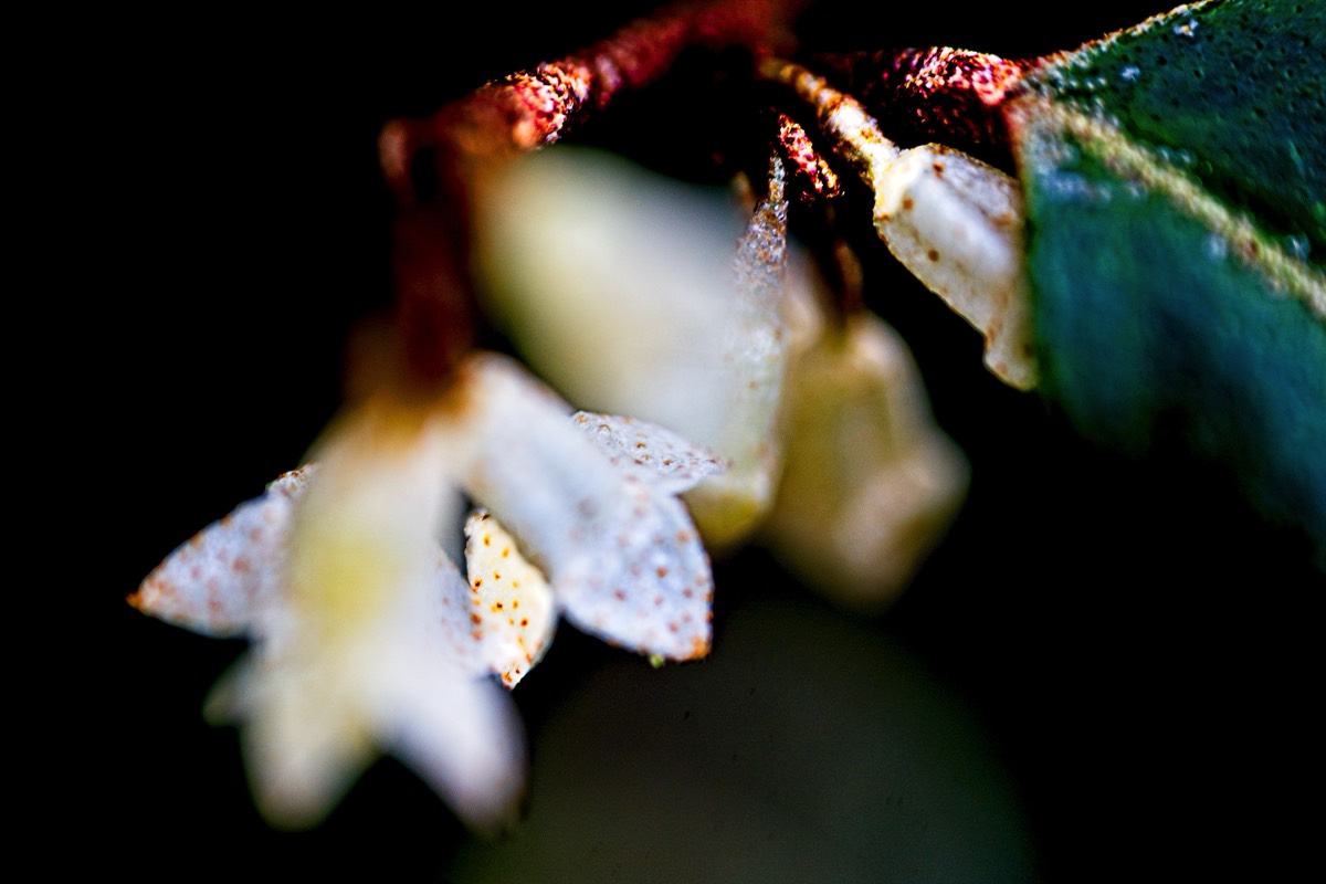 Series of images taken by Steve Cushing on Elicar V-HQ Medical 90 f2.5 Lens and Canon R5 IV DSLR