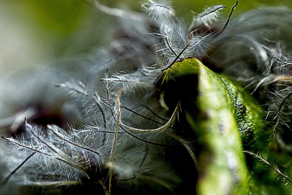 Series of images taken by Steve Cushing on Elicar V-HQ Medical 90 f2.5 Lens and Canon R5 IV DSLR