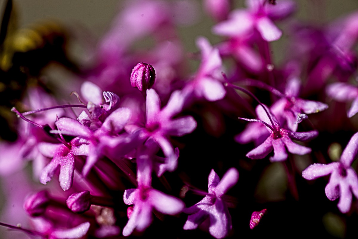 Series of images taken by Steve Cushing on Elicar V-HQ Medical 90 f2.5 Lens and Canon R5 IV DSLR