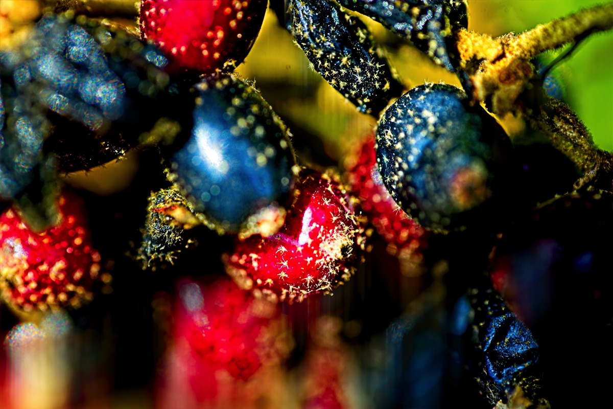 Series of images taken by Steve Cushing on Elicar V-HQ Medical 90 f2.5 Lens and Canon R5 IV DSLR