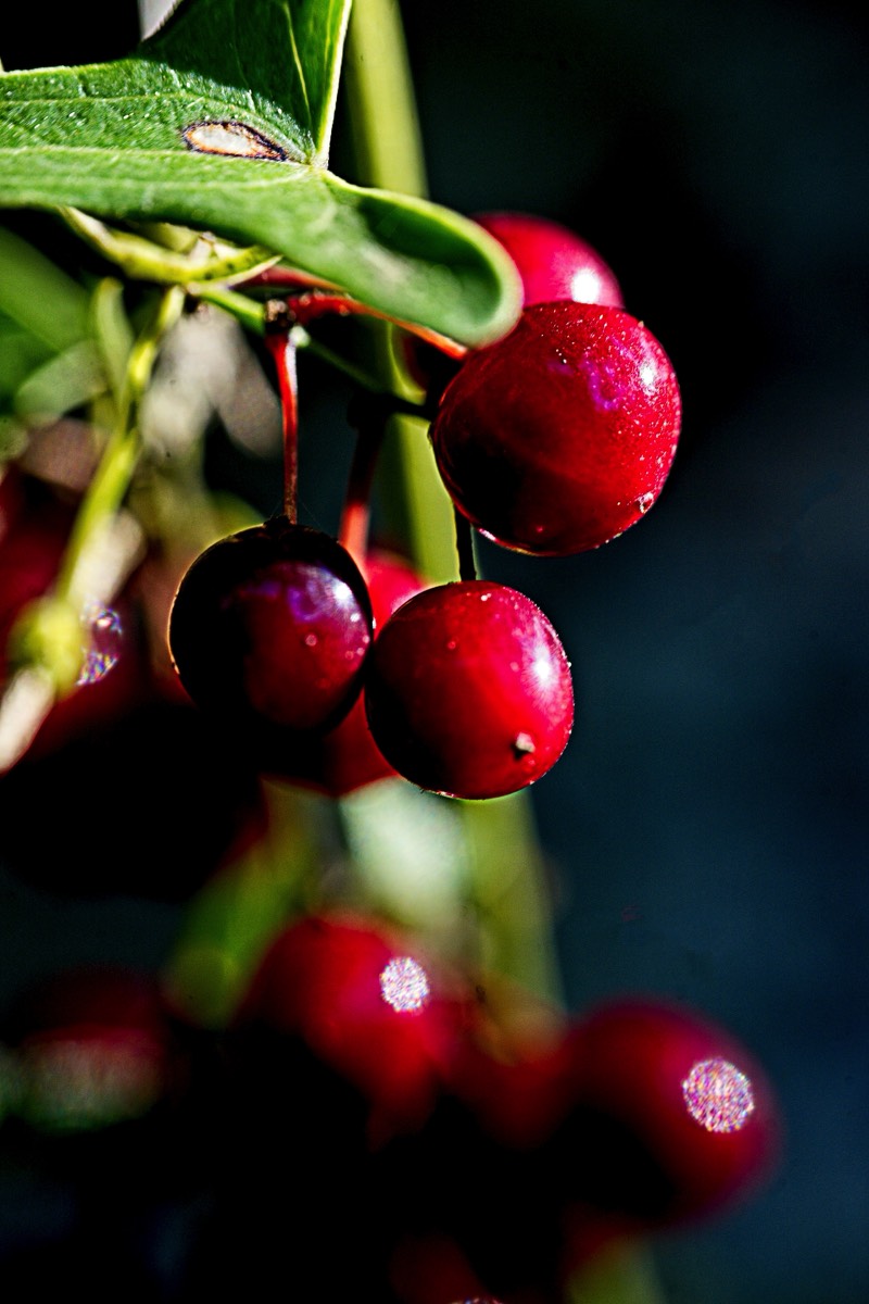 Series of images taken by Steve Cushing on Elicar V-HQ Medical 90 f2.5 Lens and Canon R5 IV DSLR