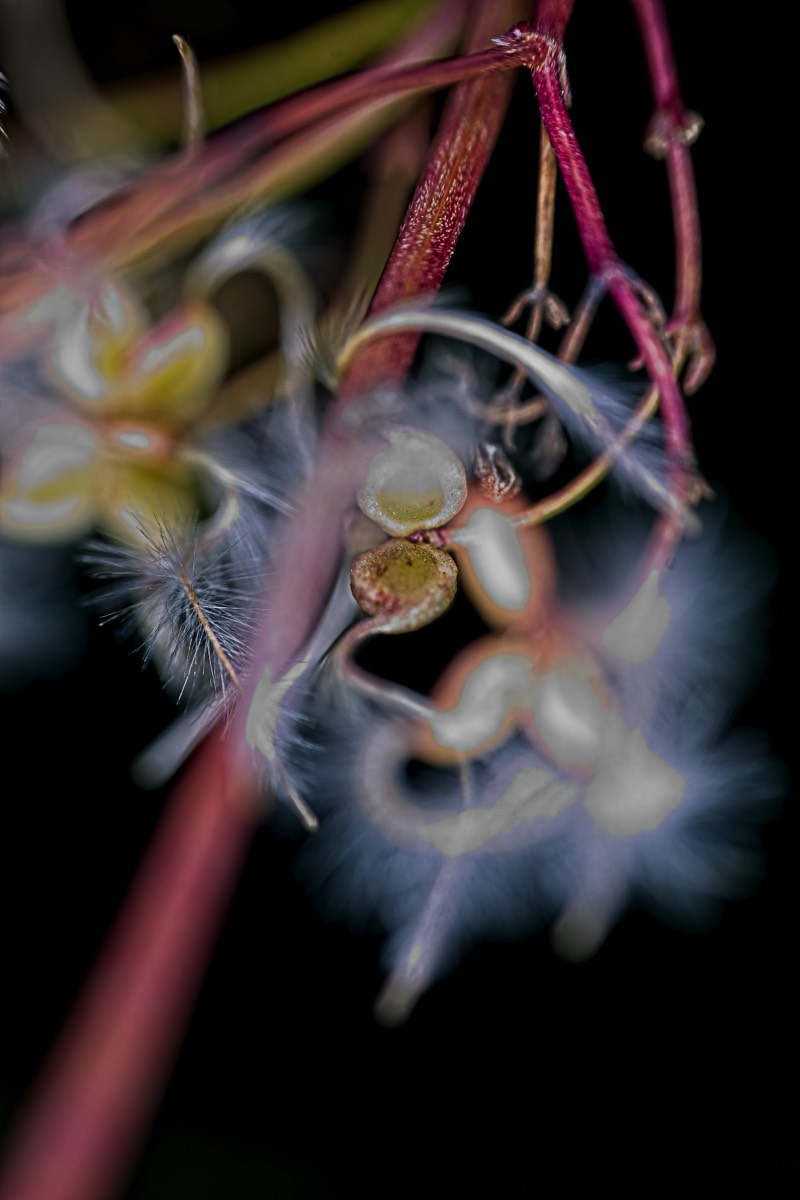 Series of images taken by Steve Cushing on Elicar V-HQ Medical 90 f2.5 Lens and Canon R5 IV DSLR