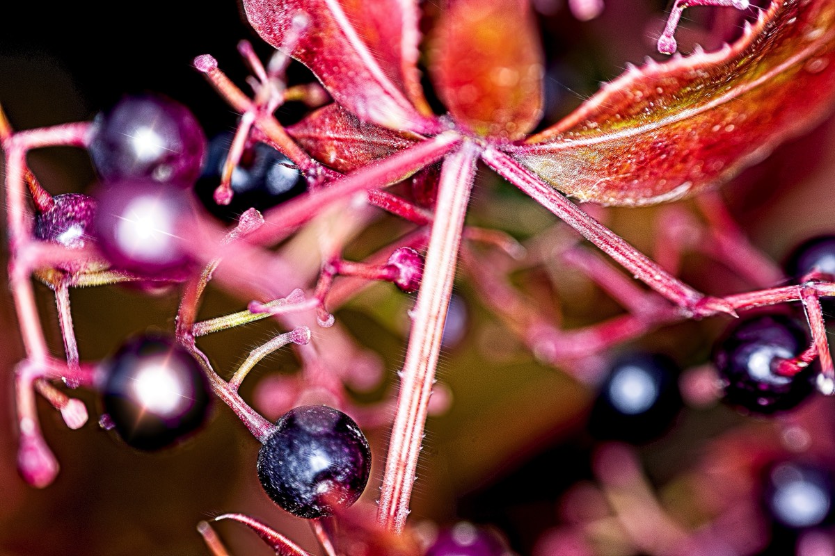 Series of images taken by Steve Cushing on Elicar V-HQ Medical 90 f2.5 Lens and Canon R5 IV DSLR