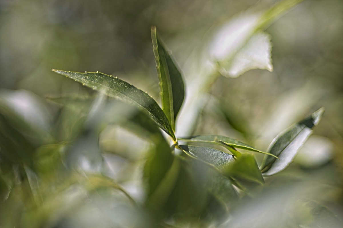 Series of images taken by Steve Cushing on Elicar V-HQ Medical 90 f2.5 Lens and Canon R5 IV DSLR