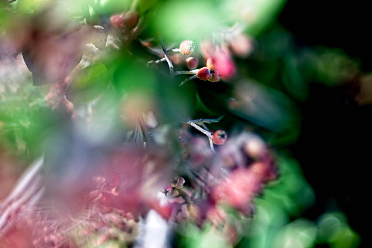 Series of images taken by Steve Cushing on Elicar V-HQ Medical 90 f2.5 Lens and Canon R5 IV DSLR