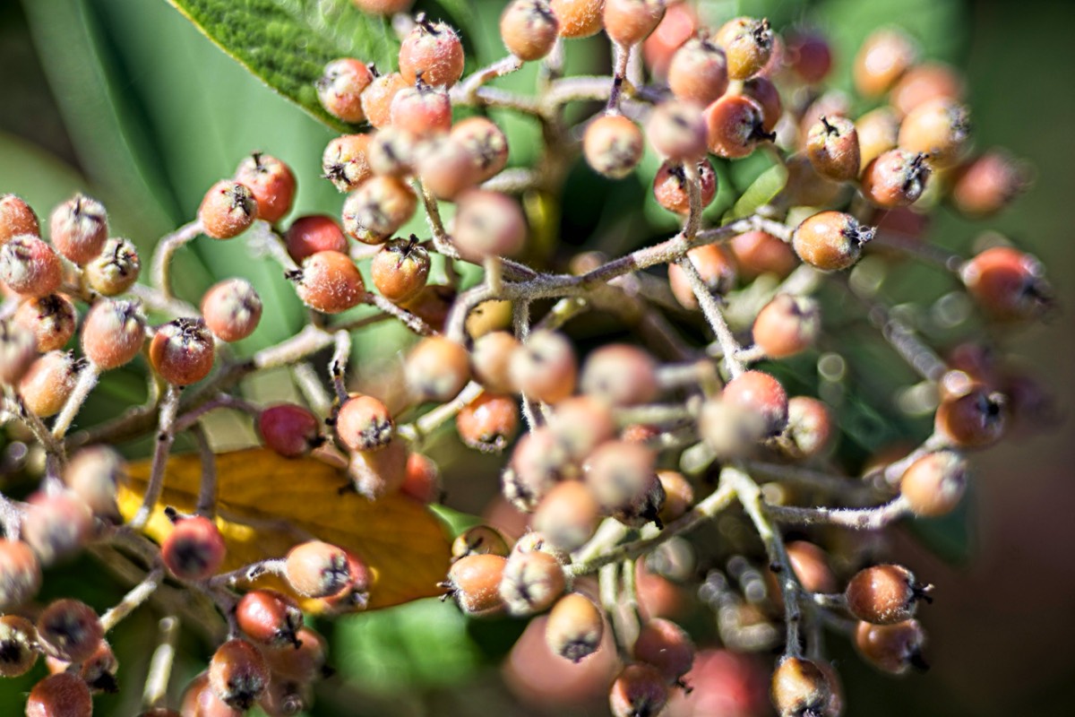 Series of images taken by Steve Cushing on Elicar V-HQ Medical 90 f2.5 Lens and Canon R5 IV DSLR