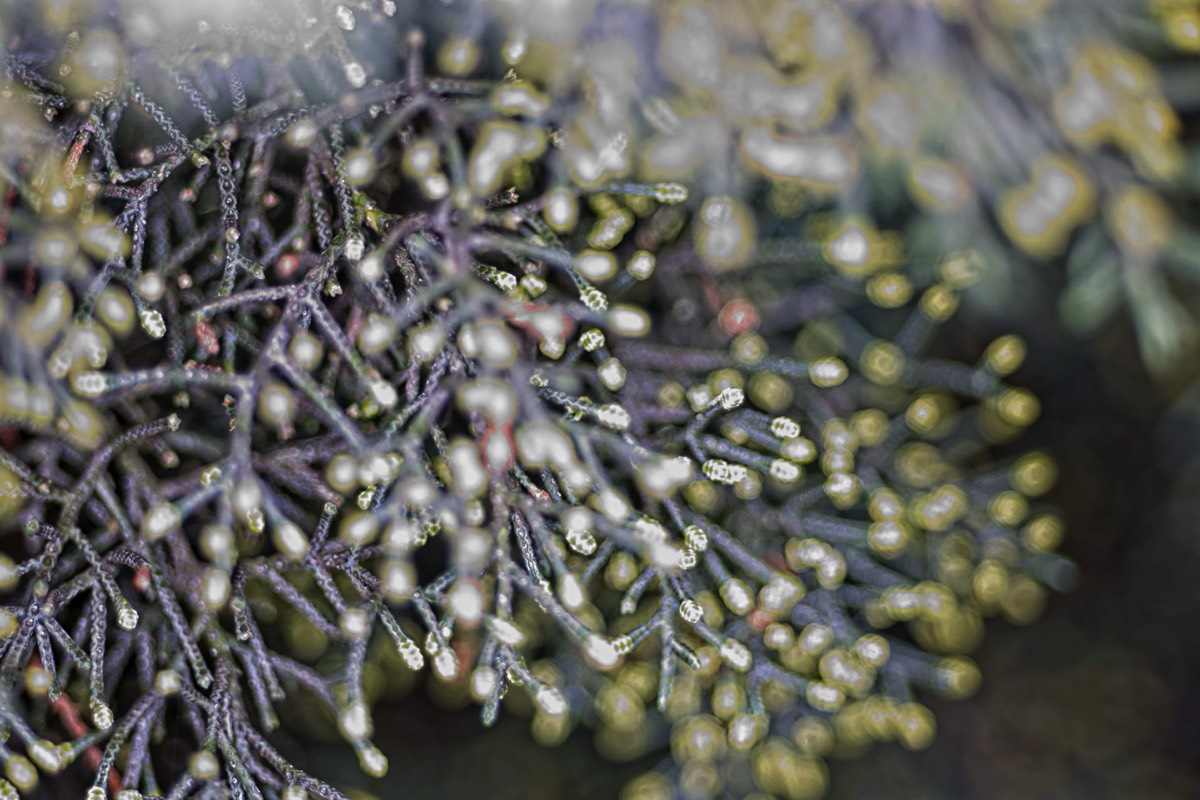 Series of images taken by Steve Cushing on Elicar V-HQ Medical 90 f2.5 Lens and Canon R5 IV DSLR