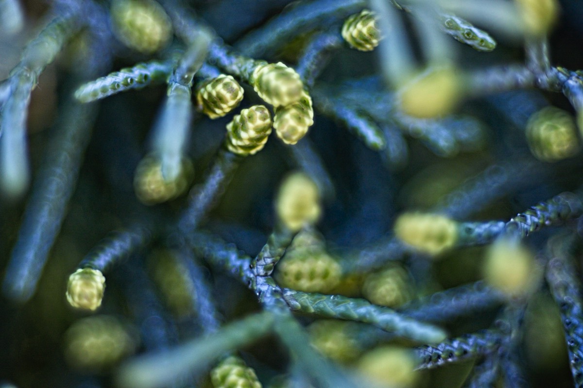 Series of images taken by Steve Cushing on Elicar V-HQ Medical 90 f2.5 Lens and Canon R5 IV DSLR