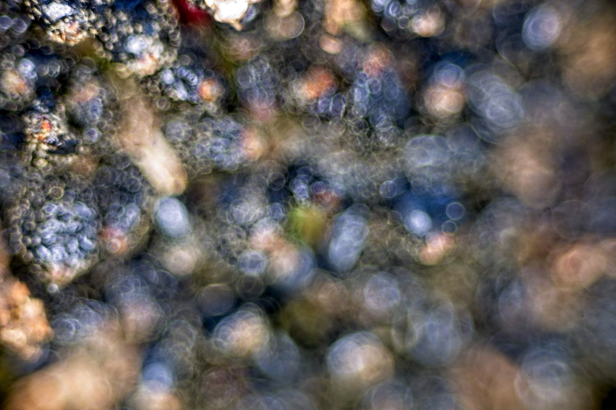 Series of images taken by Steve Cushing on Elicar V-HQ Medical 90 f2.5 Lens and Canon R5 IV DSLR